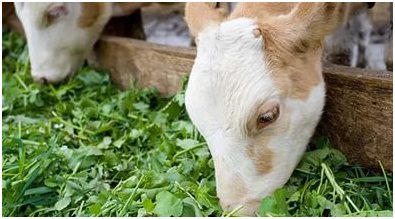 Основной корм