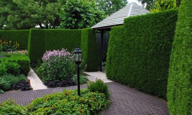 Особенности ухода за бирючиной