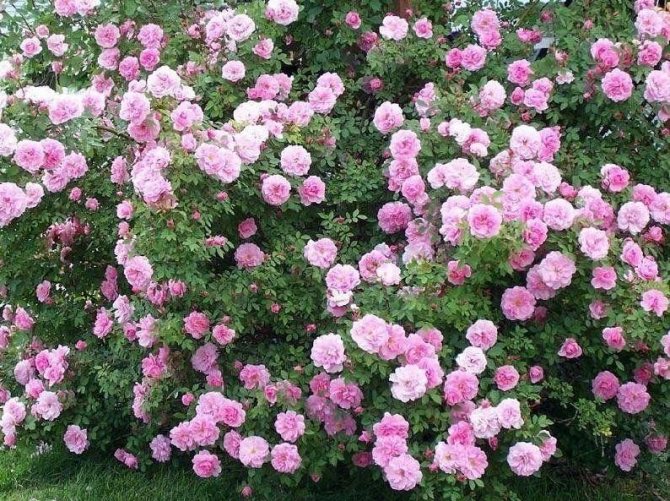 парковые розы Канадские