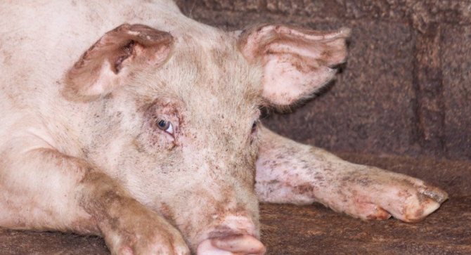 Пастереллёз свиней