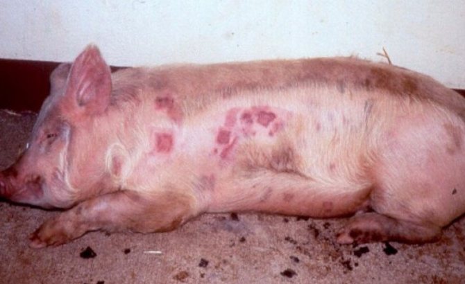 Пастереллёз свиней