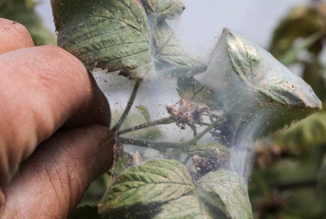 Паутинный клещ на малине