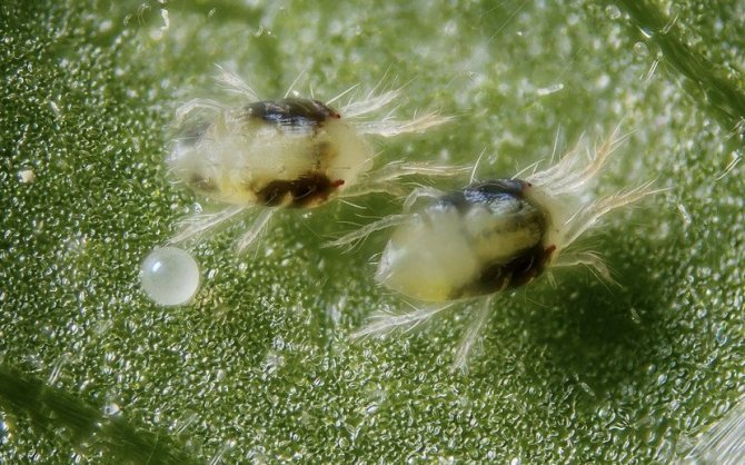 Паутинный клещ