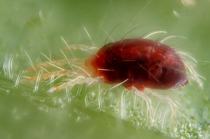 Паутинный клещ