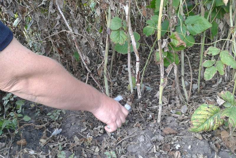 Перед началом зимы стоит обрезать до корня те стебли второго года, которые уже не дадут плодов
