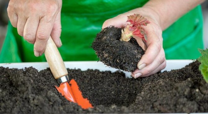 пересадка бегонии