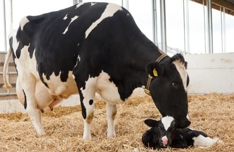 Период лактации коровы
