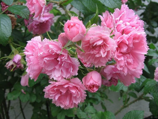 Пинк Гротендорст