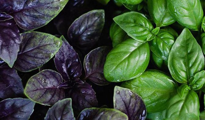 plants affect human 10 - Как растения влияют на здоровье человека, любовь и настроение