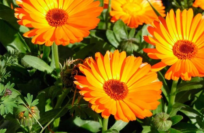 plants affect human 11 - Как растения влияют на здоровье человека, любовь и настроение