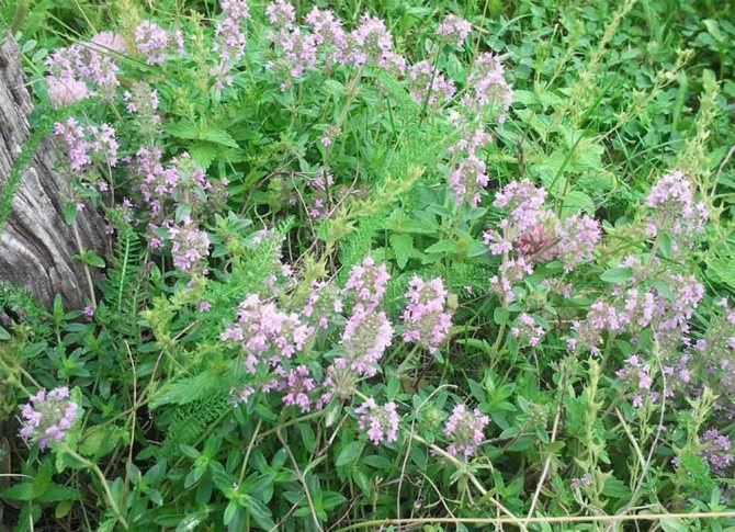 plants affect human 12 - Как растения влияют на здоровье человека, любовь и настроение