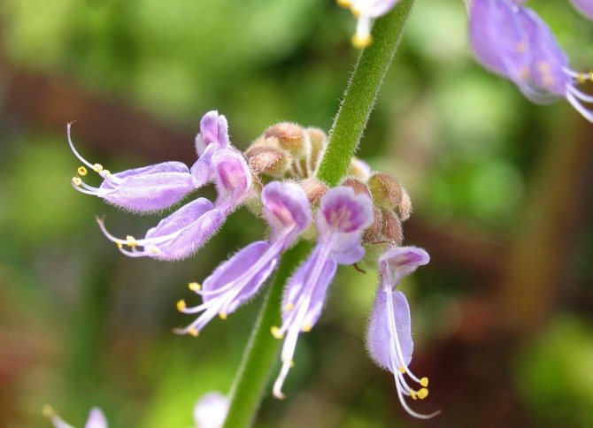 plants affect human 13 - Как растения влияют на здоровье человека, любовь и настроение