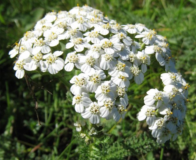 plants affect human 14 - Как растения влияют на здоровье человека, любовь и настроение