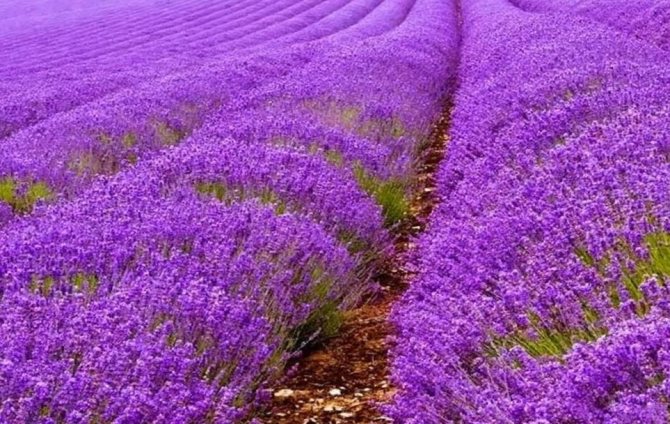 plants affect human 15 - Как растения влияют на здоровье человека, любовь и настроение