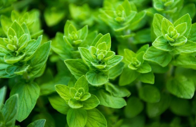 plants affect human 16 - Как растения влияют на здоровье человека, любовь и настроение