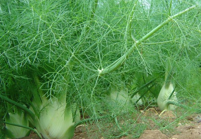 plants affect human 17 - Как растения влияют на здоровье человека, любовь и настроение