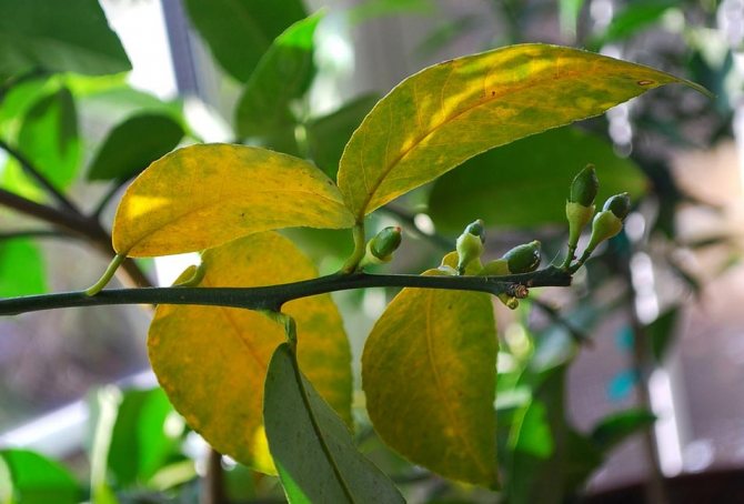 plants affect human 18 - Как растения влияют на здоровье человека, любовь и настроение