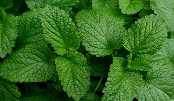 plants affect human 19 - Как растения влияют на здоровье человека, любовь и настроение