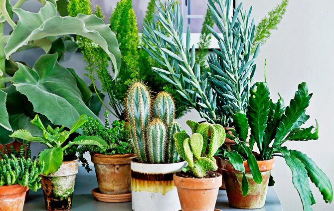 plants affect human 2 - Как растения влияют на здоровье человека, любовь и настроение