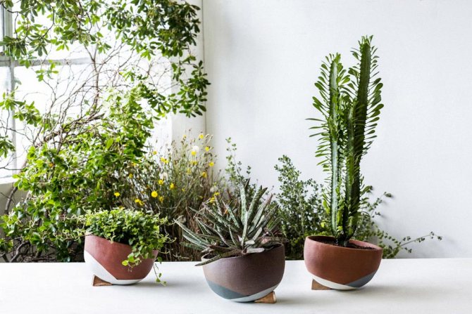 plants affect human 3 - Как растения влияют на здоровье человека, любовь и настроение