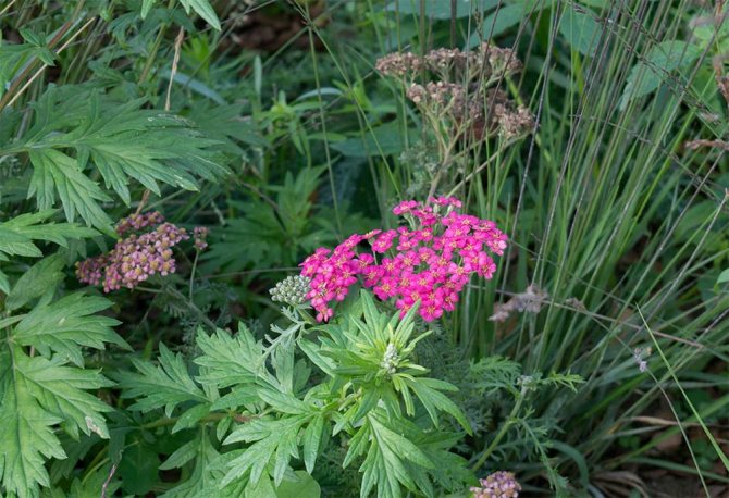 plants affect human 4 - Как растения влияют на здоровье человека, любовь и настроение