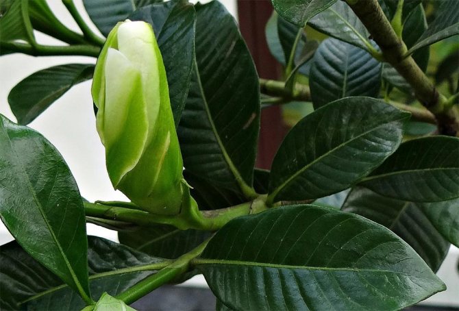 plants affect human 5 - Как растения влияют на здоровье человека, любовь и настроение