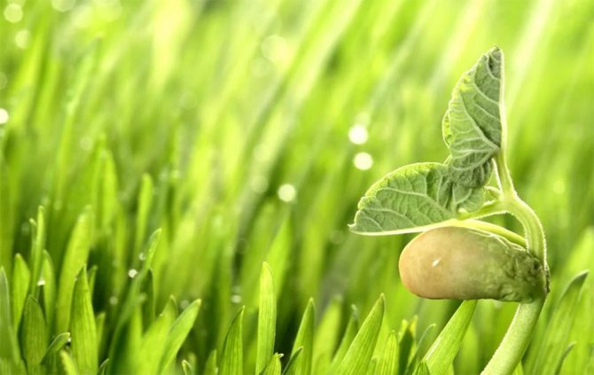 plants affect human 6 - Как растения влияют на здоровье человека, любовь и настроение