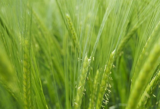 plants affect human 7 - Как растения влияют на здоровье человека, любовь и настроение