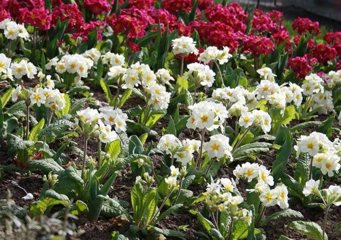 plants affect human 8 - Как растения влияют на здоровье человека, любовь и настроение