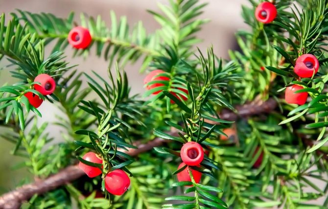 plants affect human 9 - Как растения влияют на здоровье человека, любовь и настроение