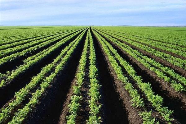 плодородная почва