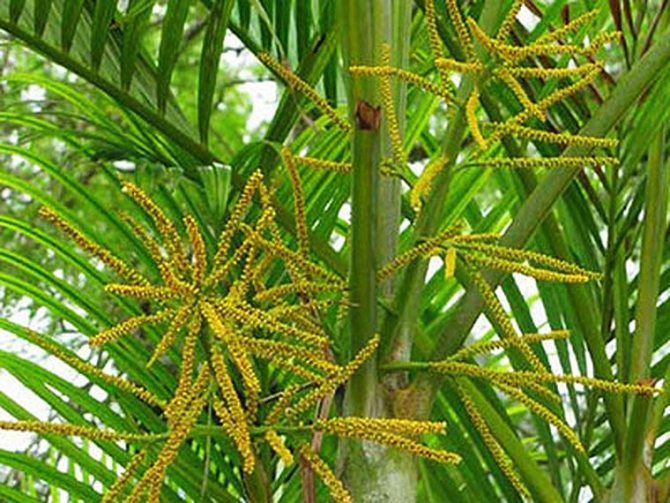 плоды ареки