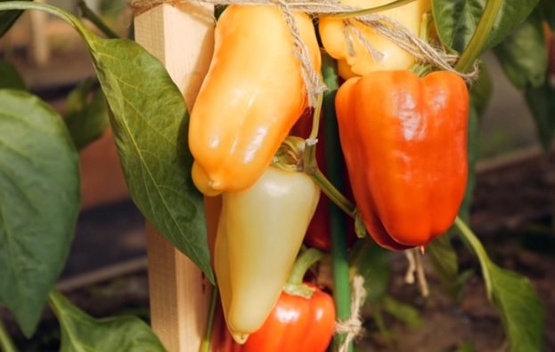 Плоды на кусте