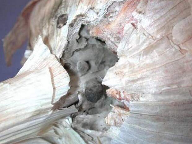 Почему чеснок гниет при хранении?