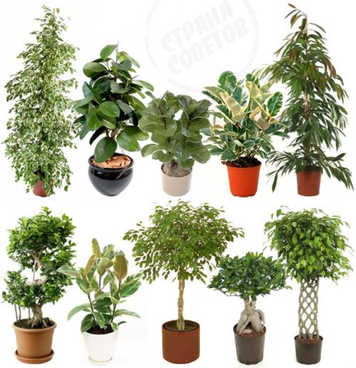 Почему фикус каучуконосный опустил листья. Почему опустились листья у фикуса? 07