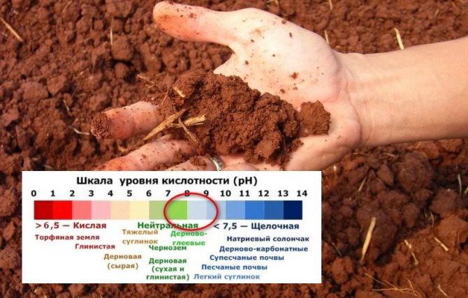 Почва для посадки лиственницы