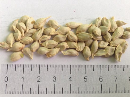 Подготовка посадочного материала