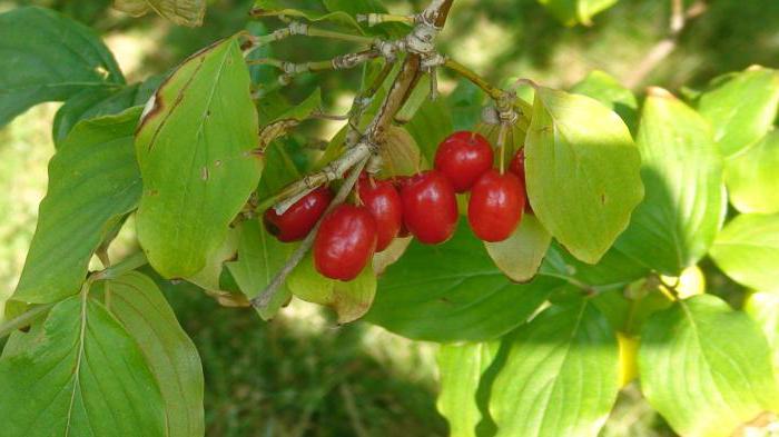 полезные свойства кизила и косточек