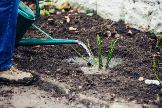 полив цветов