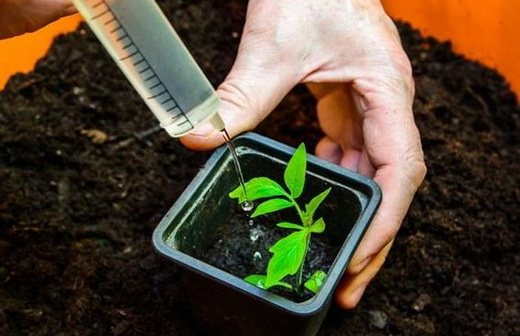 Полив мандарина в домашних условиях