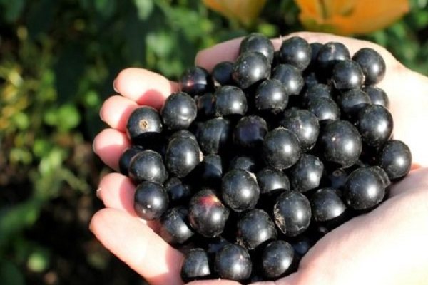 полные ладони