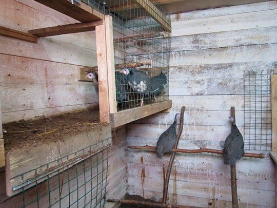 Помещение для цесарок