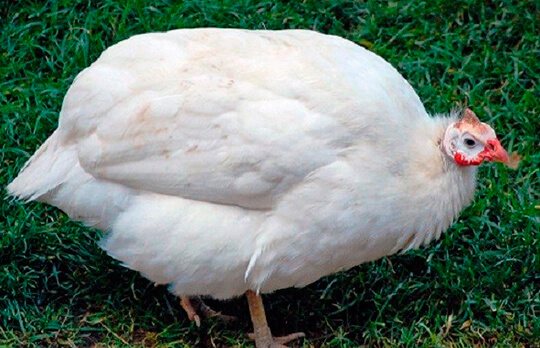 Порода белая сибирская цесарка