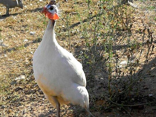 Порода белая волжская цесарка