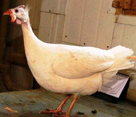 Порода кремовые цесарки