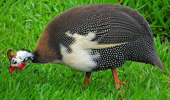 Порода загорская белогрудая цесарка