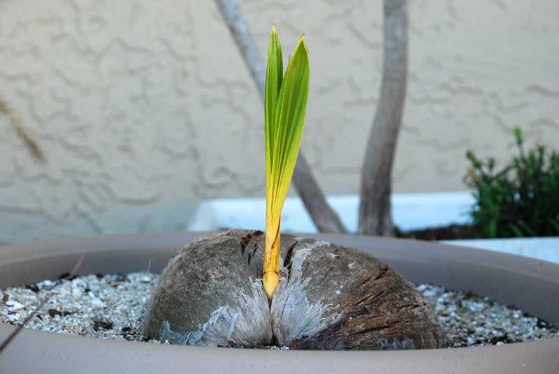 посадка кокоса