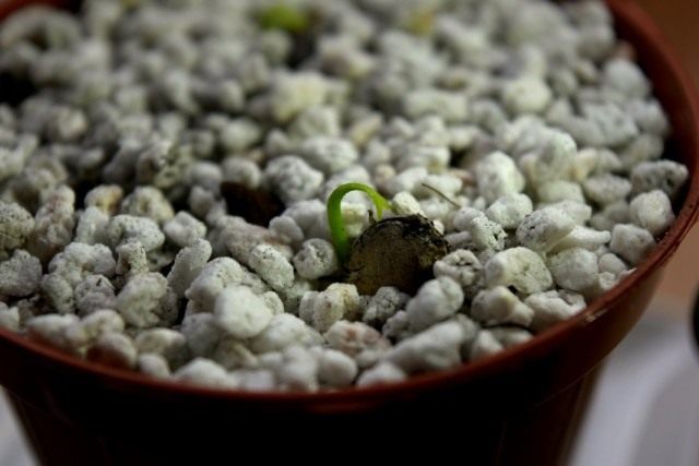 Посадка мандарина в домашних условиях