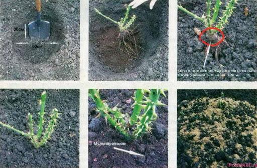 посадка роз