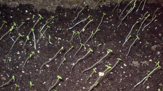 Пошаговая инструкция: как вырастить картофель из семян в домашних условиях